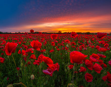 Panorama Of A Field Of Red Poppies Against The Background Of The Evening Sky