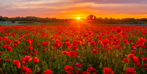Wall Mural - sunset over a meadow of blooming red poppies-panorama