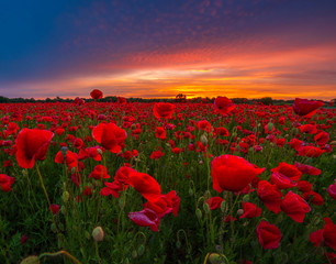 panorama of a field of red poppies against the background of the evening sky