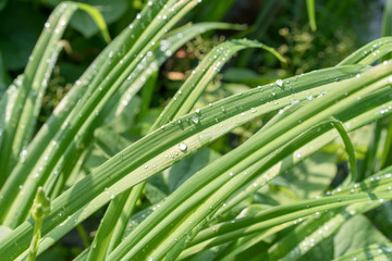 Glittering raindrops on green leaves.