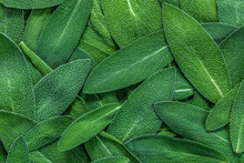 Close Up A Herb Sage Leaf Abstract Texture Background