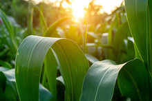 Close Up The Leaves Of Corn In Agriculture Farm With Sunlight.