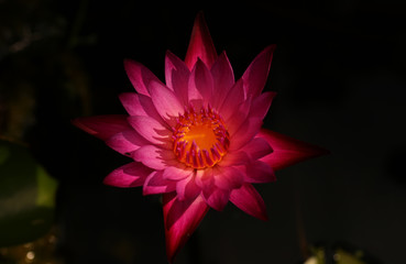 Sticker - Pink and white lotus flower and green leaves	