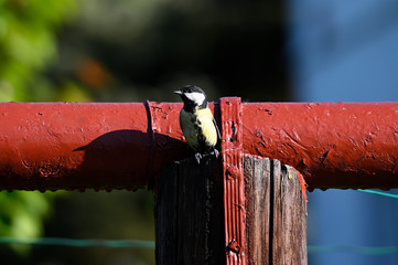 Canvas Print - Great tit peeping on a post in front of a pipe.