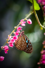 butterfly in the garden