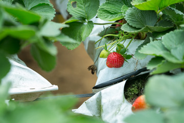 Red Strawberry on Strawberry plant