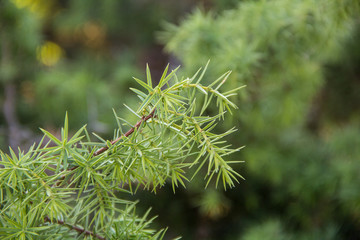 Fir tree brunch close up. Shallow focus. Fluffy fir tree brunch close up. Christmas wallpaper concept.