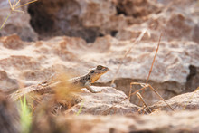 Lizard Sitting On A Rock, Looking Out From Behind A Bush, Basking In Bright Sun.