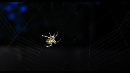 spider on a web