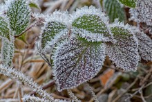Autumnal Blackberry Leaves (Rubus Sectio Rubus) Covered With Hoarfrost, Bohemian Forest, Czech Republic, Europe