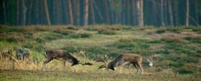 Fallow Deer Fighting In Forest