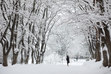 Winter landscape. Forest under the snow. Winter in the park.