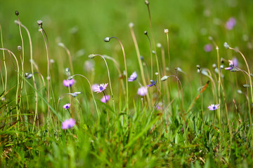 summer meadow with flowers