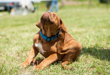 Fleas Attack. Dogue De Bordeaux Puppy Scratching