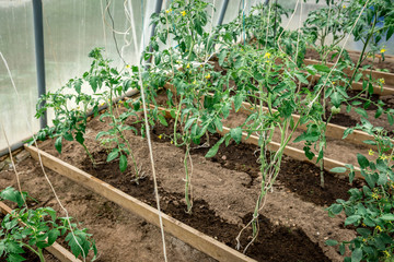 Young tomato growing in greenhouse.