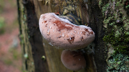 Wall Mural - white mushroom standing in the middle of forest