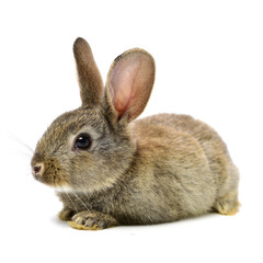 rabbit on a white background 