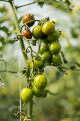 Wall Mural - Green small tomatoes on the bench. Vegetable farming: growing tomatoes. 