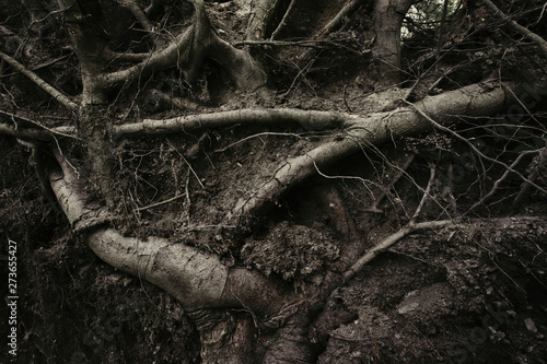 Fotomural dark scary roots texture background