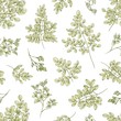 © Good Studio - Botanical seamless pattern with Miracle Tree or Moringa oleifera leaves and flowers on white background. Floral backdrop plant used in herbalism. Realistic vector illustration in vintage style.