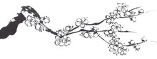 A Branch Of A Blossoming Sakura. Contour   Flowers Of Plum Mei And  Wild Cherry . Watercolor And Ink Illustration Of Tree In Style Sumi-e, Go-hua,  U-sin. Oriental Traditional Painting.