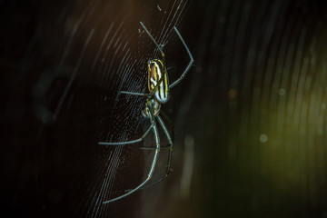 spider on a web