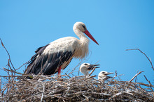 Family Of White Storks In The Nest