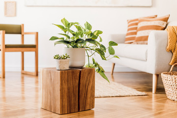 Wall Mural - Close up of stylish brown wooden square with beautiful plants in white pots at modern interior of living room with design furnitures and accessories. Bright and sunny home space. Home decor. Template