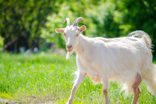 Adult Beautiful Goat With Horns Walks On A Lush Green Meadow On A Bright Summer Sunny Day.
