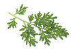 © domnitsky - Sprig of medicinal wormwood on a white background. Sagebrush sprig. Artemisia, mugwort.