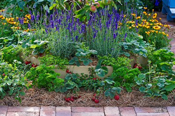 Strawberries, lavender and apples in a fruit and vegetable garden