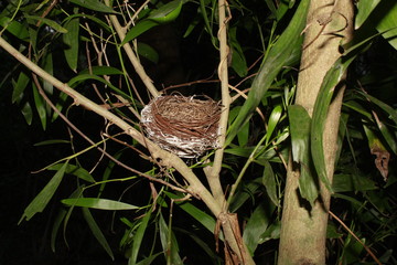 Wall Mural - Bird nest