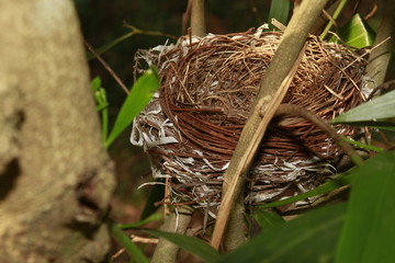 Wall Mural - Bird nest