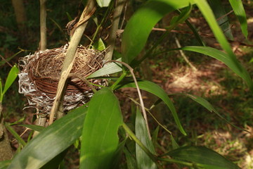 Wall Mural - Bird nest