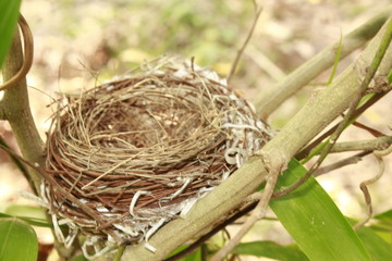 Wall Mural - Bird nest