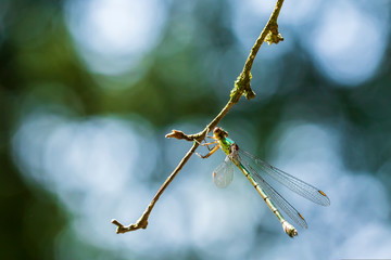 Wall Mural - Detail closeup of a western willow emerald damselfly Chalcolestes viridis