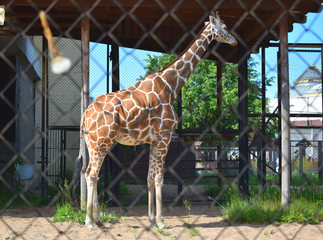 giraffe in zoo