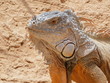 Leguan Marokanski