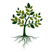 Green Tree With Roots On A White Background. Vector Illustration