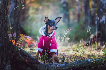 Dog, a toy terrier, a stylishly dressed little dog in a sweater and a sheepskin coat, against the backdrop of late autumn. Clothes for dogs.