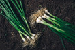 Spring onion or scallion on garden ground, top view
