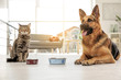 canvas print picture Cat and dog together with feeding bowls on floor indoors. Funny friends