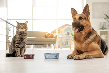 Cat And Dog Together With Feeding Bowls On Floor Indoors. Funny Friends