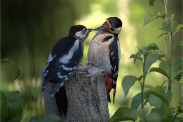 Buntspecht füttert Jungvogel