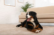 © New Africa - Bernese mountain dog lying on carpet in living room