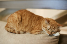 A Cute Ginger Cat Sleeps On The Top Of The Couch