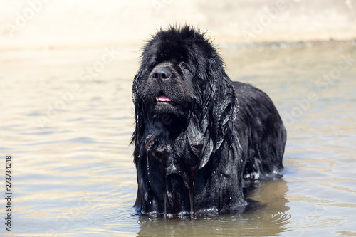 Cuadros en Lienzo Newfoundland dog portraits in the water