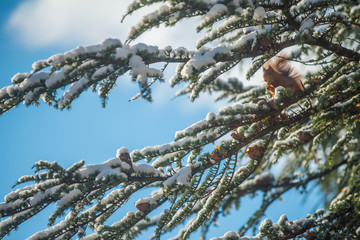 Eating Squirrel 2