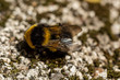 Dead Bumblebee macro close up, back view 