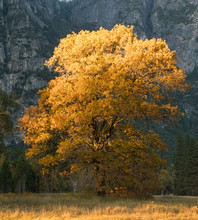 Yellow Autumn Tree In Meadow